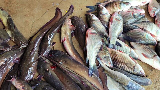 lots of magur clarias catfish sale in Indian fish market