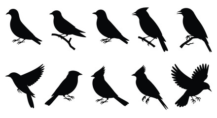 Set of bird silhouette illustrations in various flight and perched poses, ideal for wildlife, nature, and vector design projects