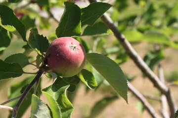 red apples on a branch