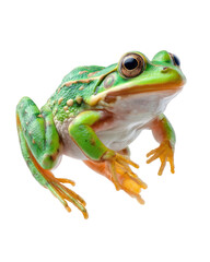 Obraz premium Close-up of a vibrant green tree frog with large eyes and orange toes, isolated on a white background, showing detailed skin texture and natural colo