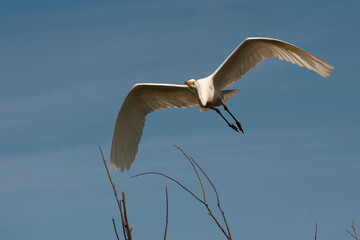 The great egret (Ardea alba) is flying in the sky.