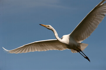 The great egret (Ardea alba) is flying in the sky.