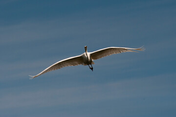The great egret (Ardea alba) is flying in the sky.