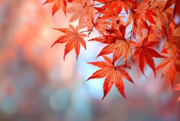 red autumn leaves