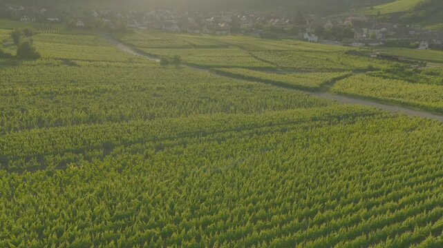 Aerial view of Riquewihr Vinyards and Alsacian Village on the Route des Vins in Alsace