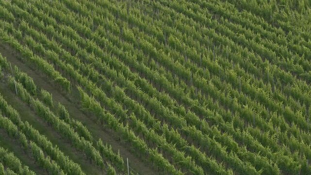 Aerial view of Riquewihr Vinyards and Alsacian Village on the Route des Vins in Alsace