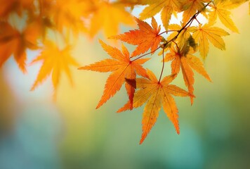autumn maple leaves