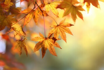 autumn maple leaves