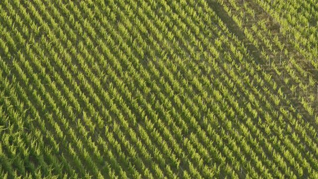 Aerial view of Riquewihr Vinyards and Alsacian Village on the Route des Vins in Alsace