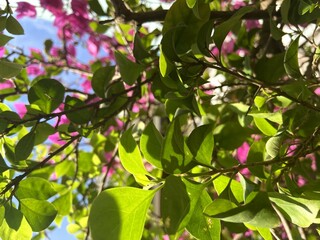 Vibrant Bougainvillea Under Blue Sky