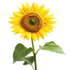 Obraz premium Sunflower blooming beautifully with vibrant yellow petals against a clean Transparent background, frangipani flower isolated on white isolated on PNG background