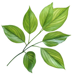 Closeup of vibrant green plant leaves isolated on Transparent background showcasing intricate textures and details, Closeup plant leaves isolated on PNG background