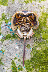 Underside of a Horseshoe Crab on Mossy Surface