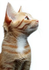 A curious orange tabby kitten listening with a head tilt on a white  background , isolated on white background,  , copy space, copy space for text,
