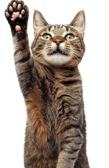 Lovey cat in funny facial expression and rising her paw isolated on white  background PNG , isolated on white background,  , copy space, copy space for text,