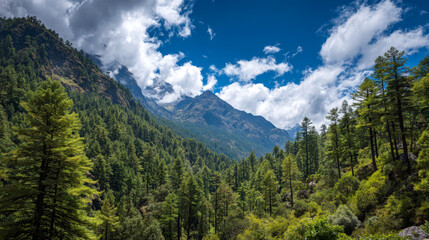 Fototapeta premium Verdant Himalayan pine forest under a partly cloudy blue sky, showcasing a pristine mountain ecosystem