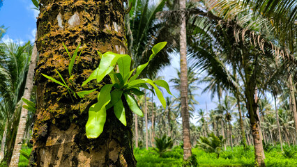 A green parasitic fern grows on a coconut tree trunk in a tropical coconut plantation, surrounded...