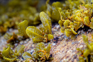 Close-up of small Fucus vesiculosus seaweed growing on a coastal rock surface at low tide