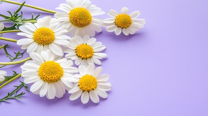 Fototapeta premium Beautiful Daisies on Purple Background Floral Photography