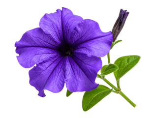 Realistic Purple Petunia Bloom with Curved Stem and Fuzzy Leaves,