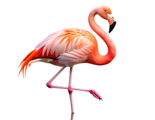  Graceful Flamingo Standing on One Leg with Reflected Water Ripples, isolated on transparent background.