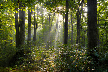 Fototapeta premium Sunlight Filtering Through Trees in a Green Forest Path