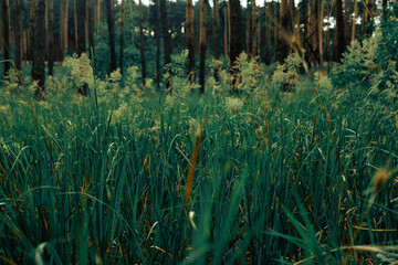 Fototapeta premium grass in the wind