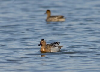 Side profile close-up of male Garganey duck with bold facial stripe