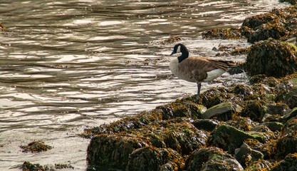 Ganso canadiense, Branta canadensis, en una orilla rocosa cubierta de algas. Ganso canadiense en Upper Bay en Staten Island. New York, EEUU.