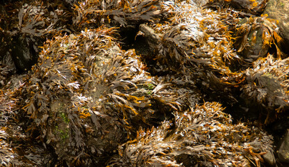 Algas cubriendo las rocas de la orilla. Flujo y reflujo del agua en la orilla de Upper Bay en Staten Island. New York, EEUU.