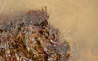 Algas cubriendo las rocas de la orilla. Flujo y reflujo del agua en la orilla de Upper Bay en Staten Island. New York, EEUU.