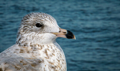 Inmaduro de gaviota pico anillada, Larus delawarensis. Retrato de la cabeza de una gaviota posada en una baranda junto a Upper Bay en Staten Island.