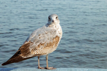 Inmaduro de gaviota pico anillada, Larus delawarensis, mirando a la cámara. Simpática gaviota posada en una baranda junto a Upper Bay en Staten Island.