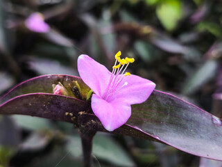 Purple heart: a species of spiderwort, its botanical name is Tradescantia pallida.