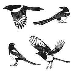 Magpie, flying bird, set. Hand drawn vector illustration on white background