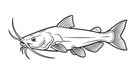Catfish illustration with detailed lines and distinctive whiskers in black and white