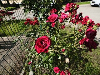 Fototapeta premium quantum valentine roses on a fence