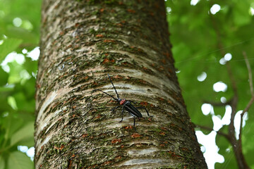 桜の幹にとまるクビアカツヤカミキリ（特定外来生物）