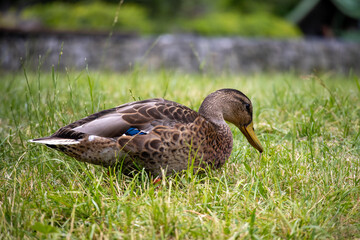 Close-up of a female mallard duck resting on green grass near a water body