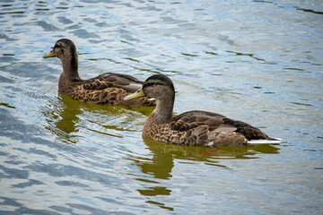 Two ducks gracefully swimming side by side on calm water with light ripples