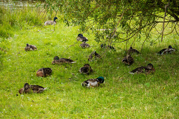 A group of ducks resting peacefully in the shade of a tree on green grass