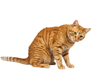 Ginger Cat: Stunning Photo of a Domestic Short Hair
