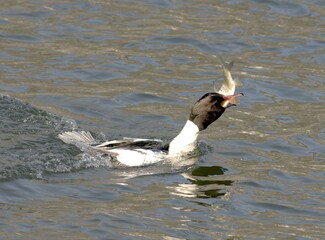 Close-up of male merganser catching fish with red bill