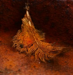 Old birds feather  on a rusty iron dish