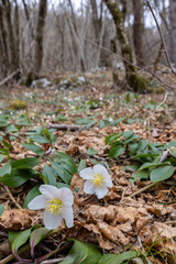 Delicate White Flowers Blooming in Slovenian Forest