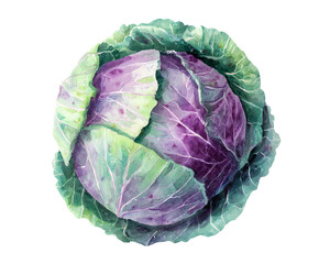 Fototapeta premium Isolate transparent. Fresh purple cabbage with vibrant green leaves. PNG Die-cut.