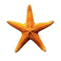 Orange Starfish on transparent