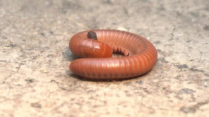Rusty millipede is a reddish-brown, segmented arthropod that feeds on decaying organic matter and thrives in moist habitats