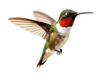 hummingbird on white background