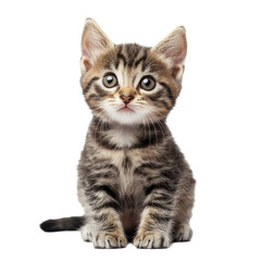 Playful kittens on a Transparent background capturing your heart with their adorable expressions, kittensisolated on PNG background